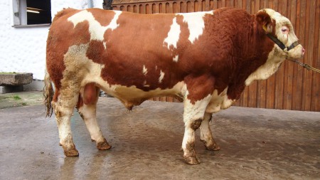 Carlos Pp*  Campari x United